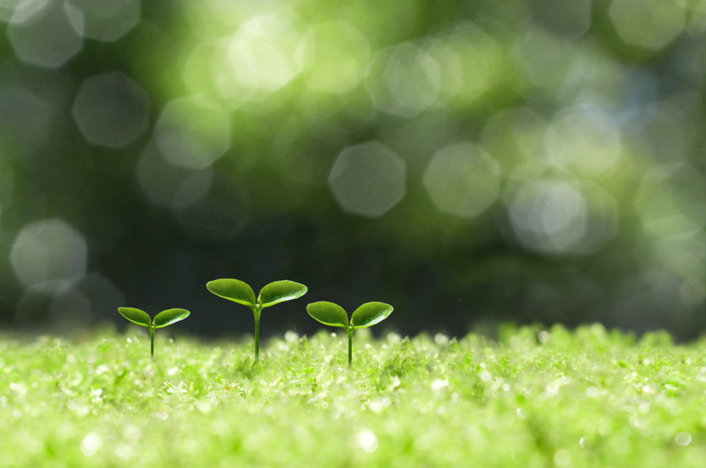 10 điều bạn có thể làm cho trái đất của chúng ta