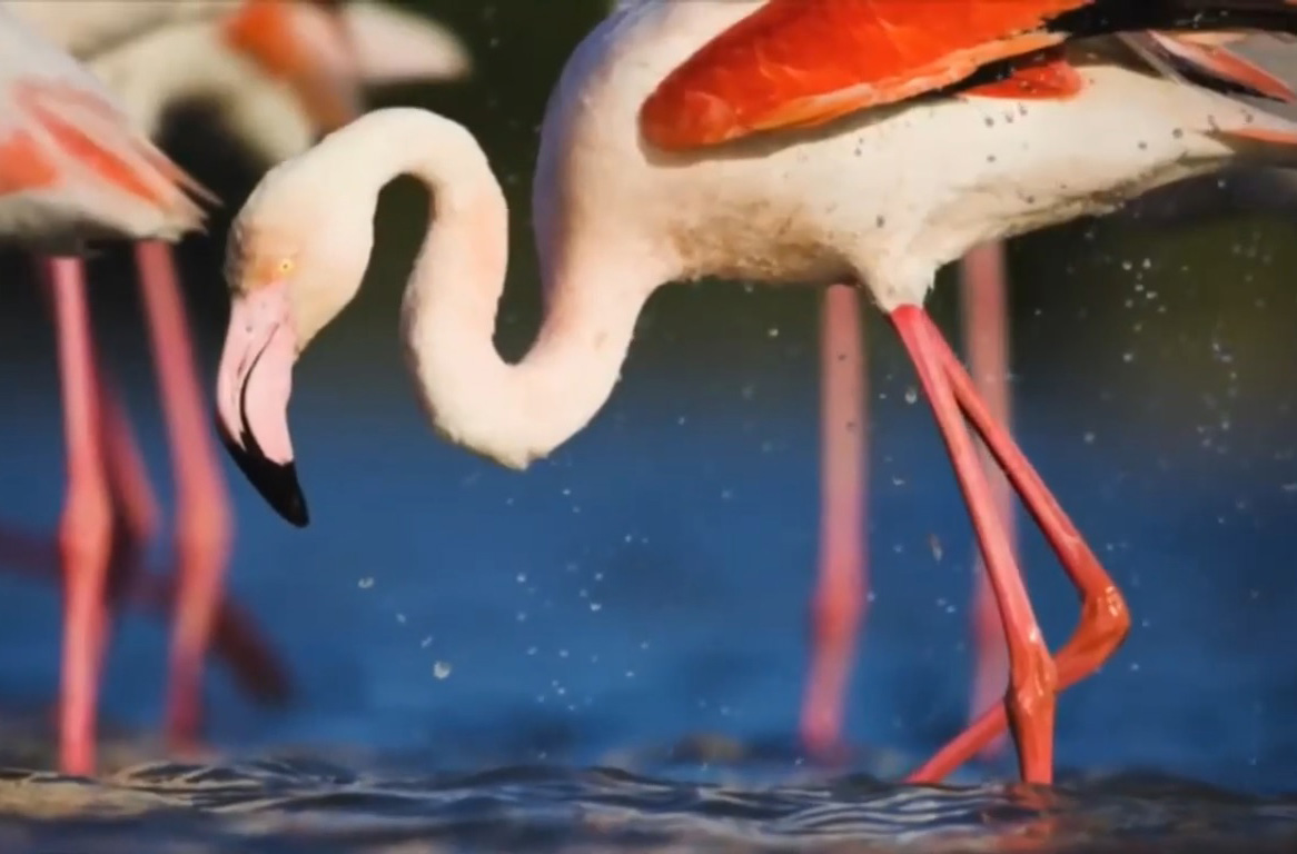 Caritas Việt Nam: Hãy cứu lấy hành tinh của chúng ta