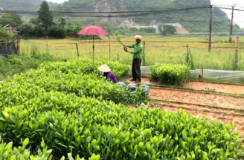 Gieo niềm hy vọng