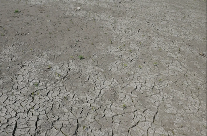 Vẫn Chưa Quá Muộn Để Xây Dựng Lại Đa Dạng Sinh Học