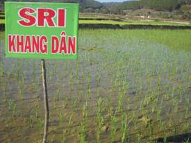 Caritas Đà Lạt và hoạt động nông nghiệp