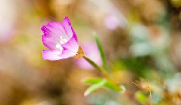 Nữ tu giúp người chuyển giới tính bỏ nghề mãi dâm và tìm nghề lương thiện
