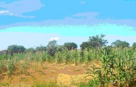 Malawi - Lời kêu gọi của Giám Mục: Hơn sáu triệu người có nguy cơ bị đói