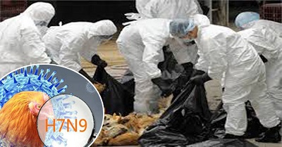 CÔNG ĐIỆN KHẨN: Ngăn chặn dịch cúm gia cầm Trung Quốc vào Việt Nam