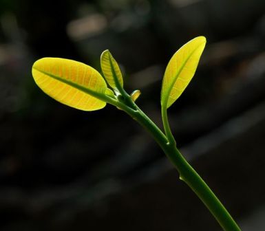 Thánh lễ chôn cất thai nhị tại Gx. Ngưỡng Nhân, GP. Bùi Chu